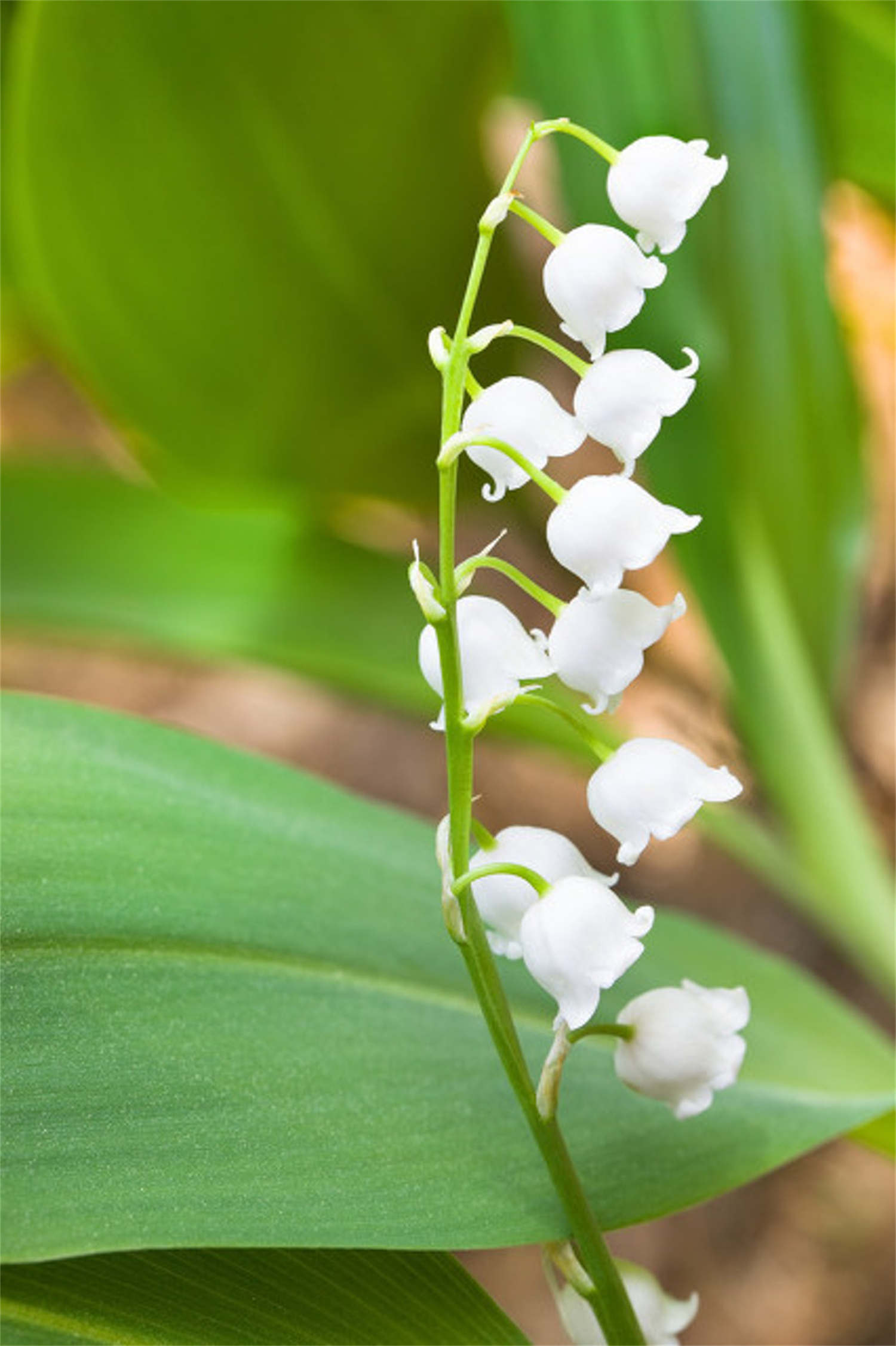 铃兰花是什么植物，有毒性吗