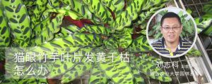 猫眼竹芋