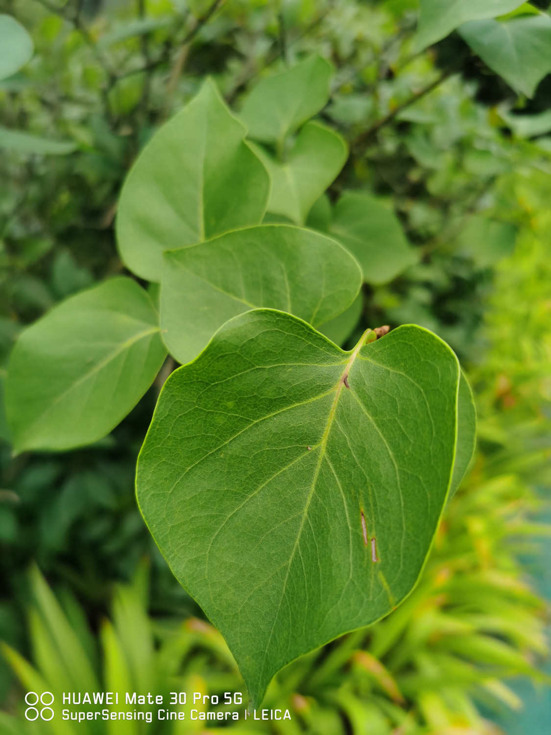 丁香花叶子发蔫怎么回事，叶子发蔫怎么办