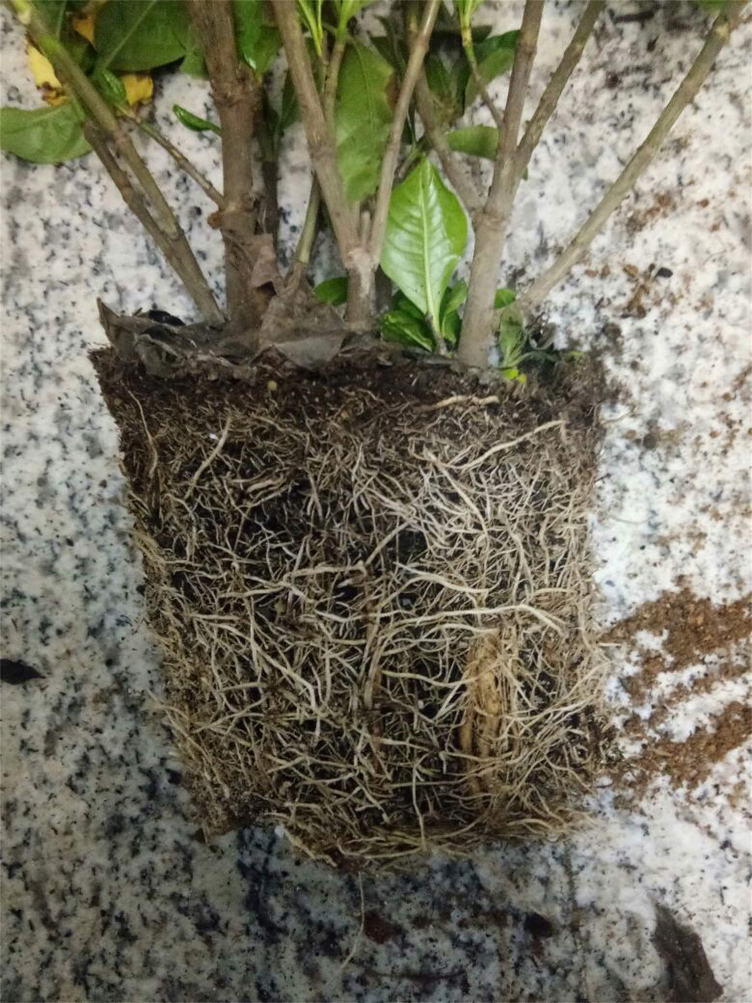 水培栀子花的养殖方法及注意事项