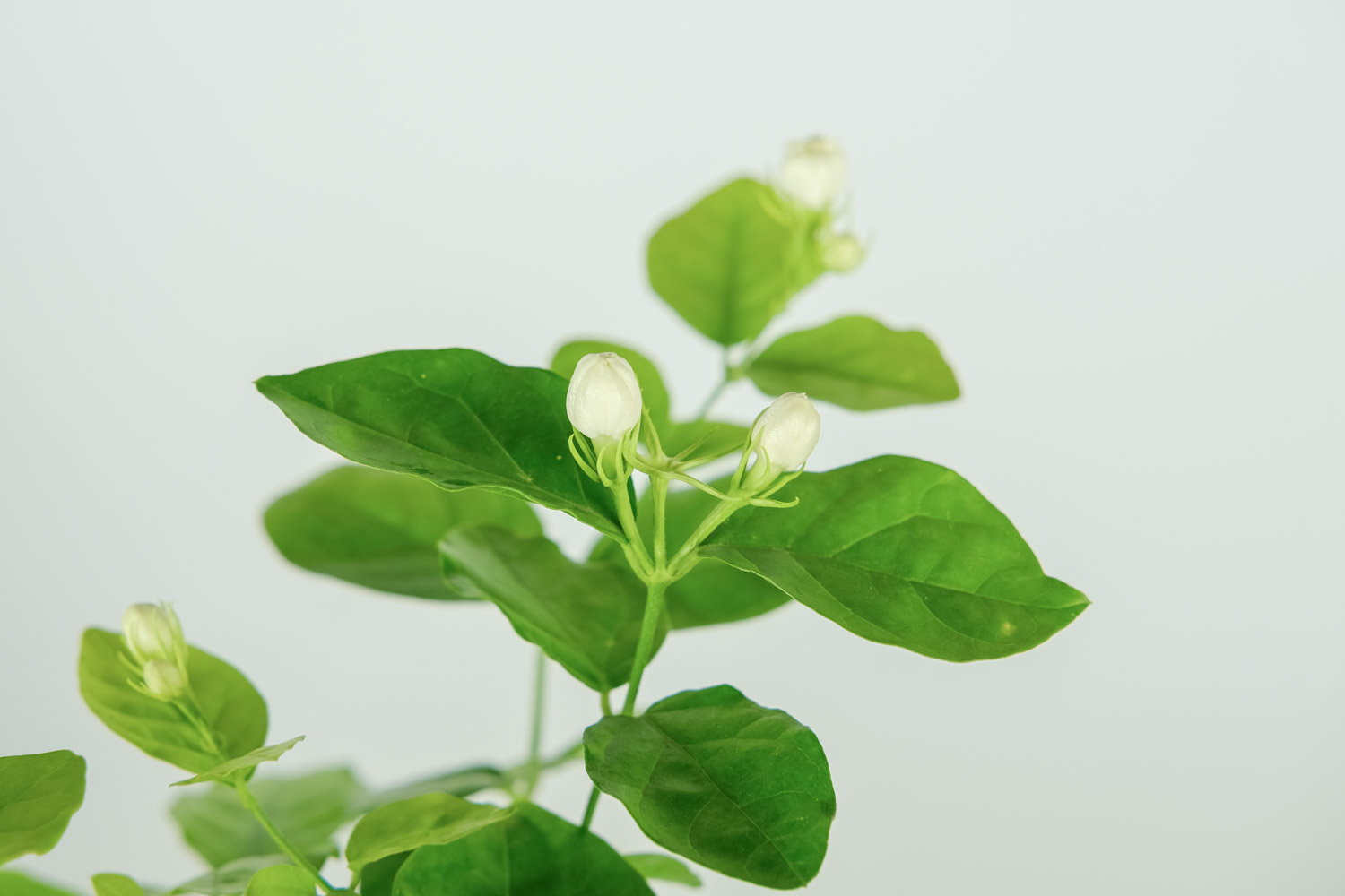 茉莉花出现黄叶还能活吗，出现黄叶怎么办