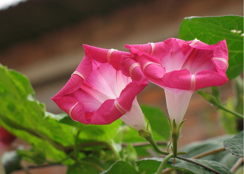 牵牛花