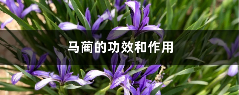 马蔺