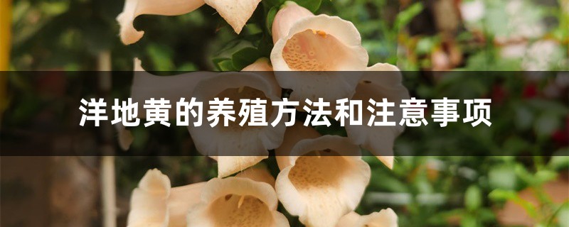 洋地黄