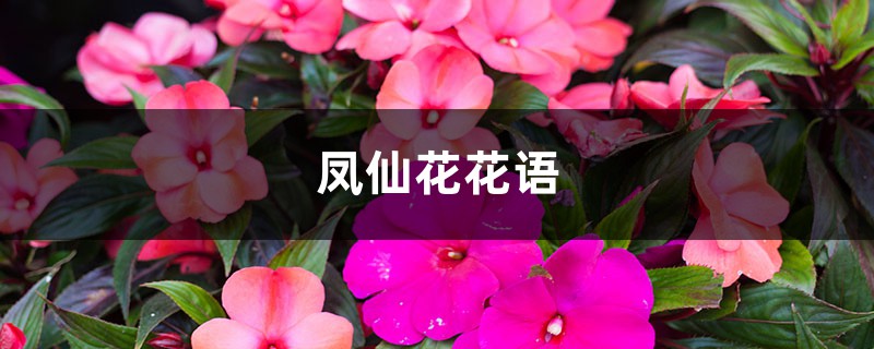 凤仙花