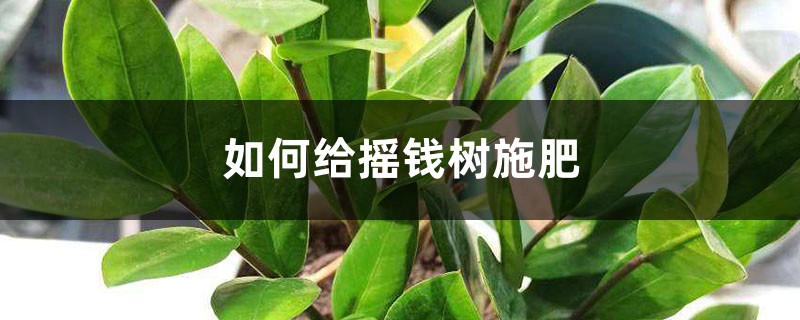 摇钱树