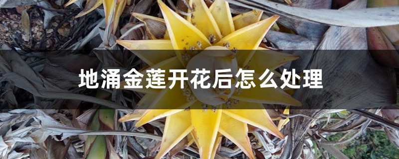 地涌金莲