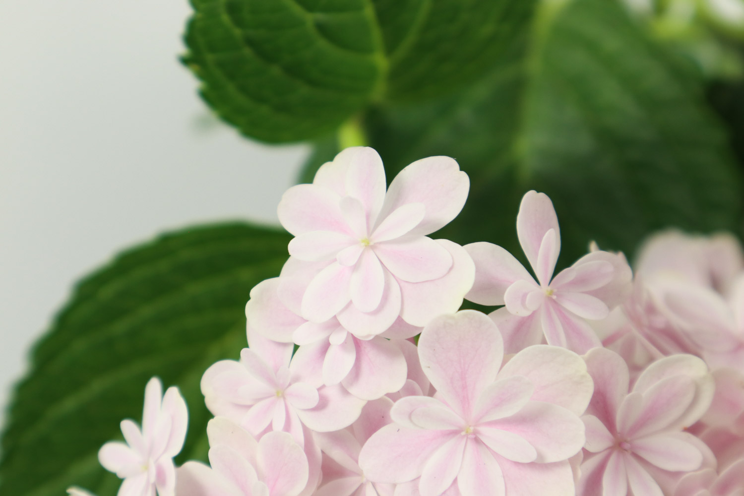 绣球花叶子发黄是怎么回事