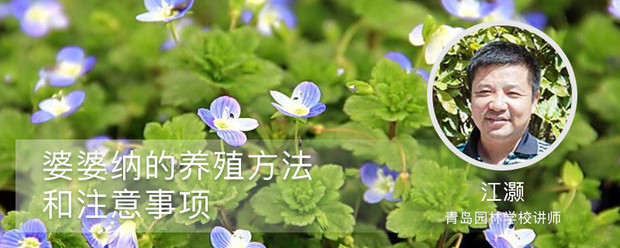 婆婆纳