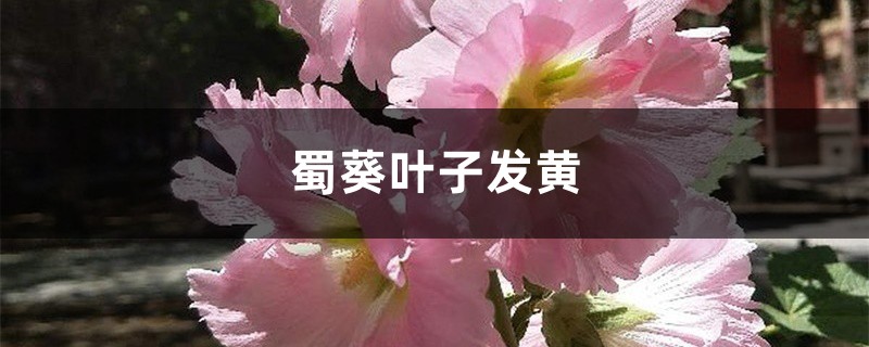 蜀葵