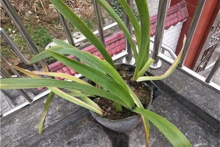 朱顶红不开花怎么办，为什么不开花
