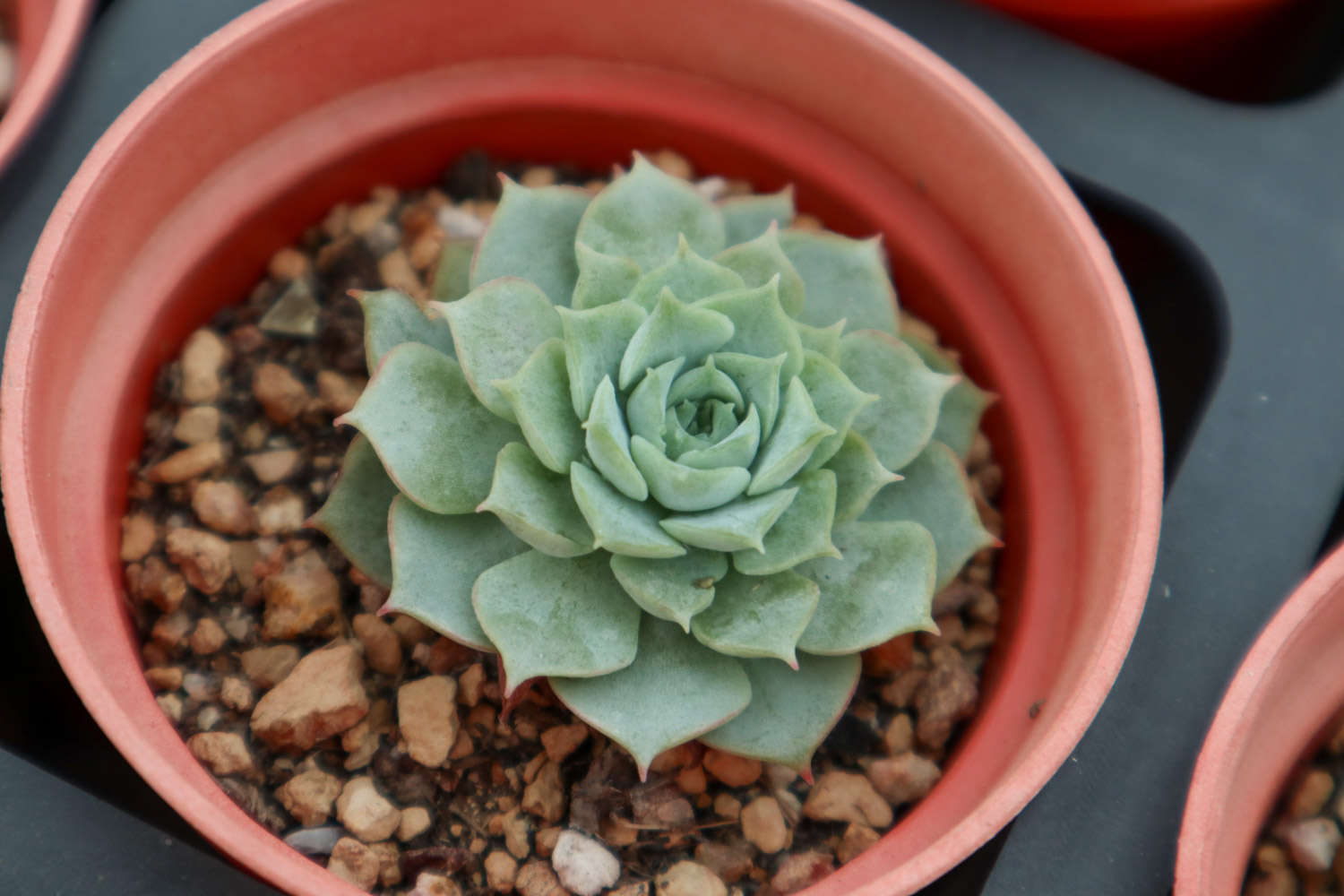 夏季多肉植物高发病虫害防治方法