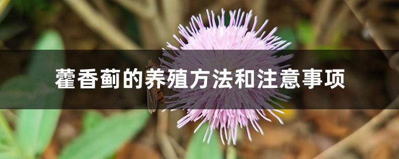 藿香蓟