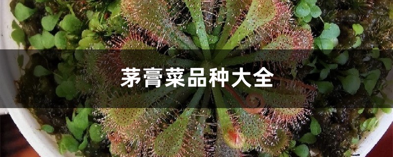茅膏菜