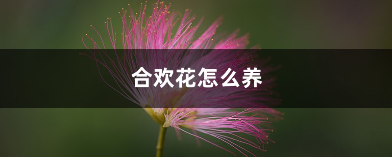 合欢花