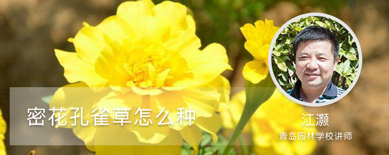孔雀草