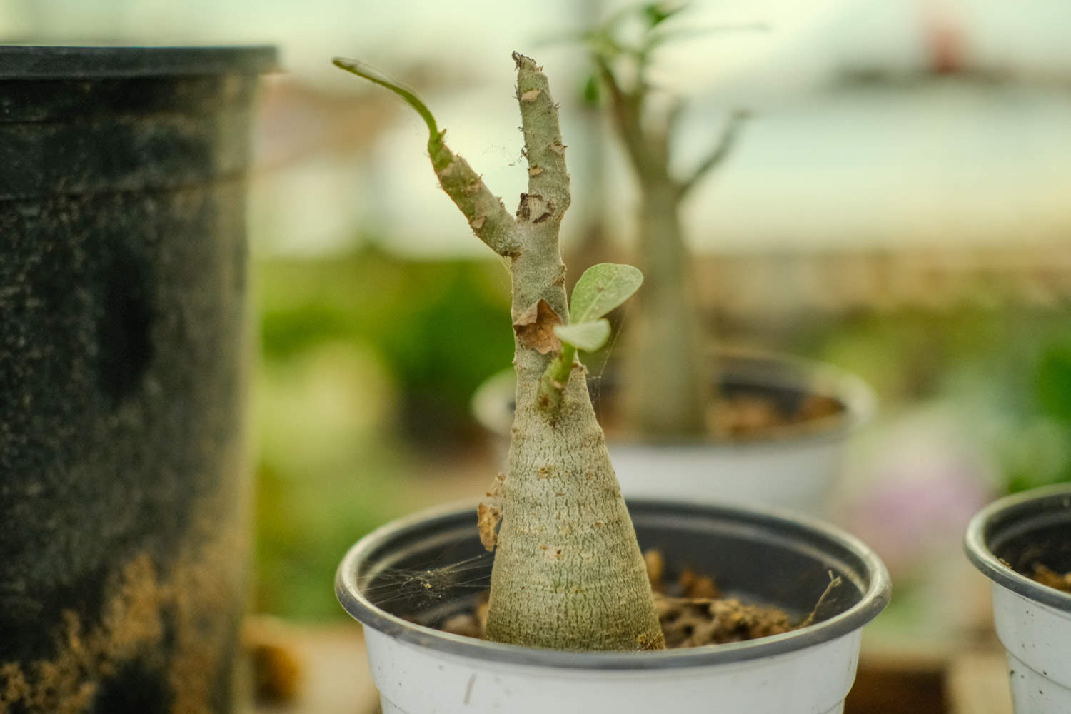 沙漠玫瑰黄叶的原因和处理办法