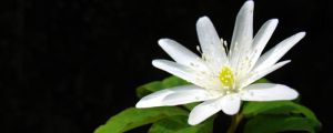 银莲花