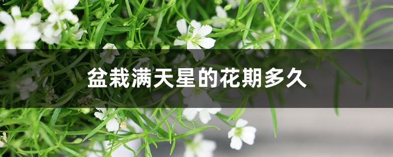 满天星