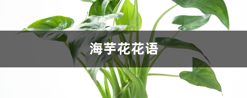 海芋花