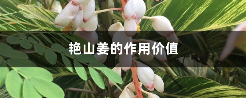 艳山姜
