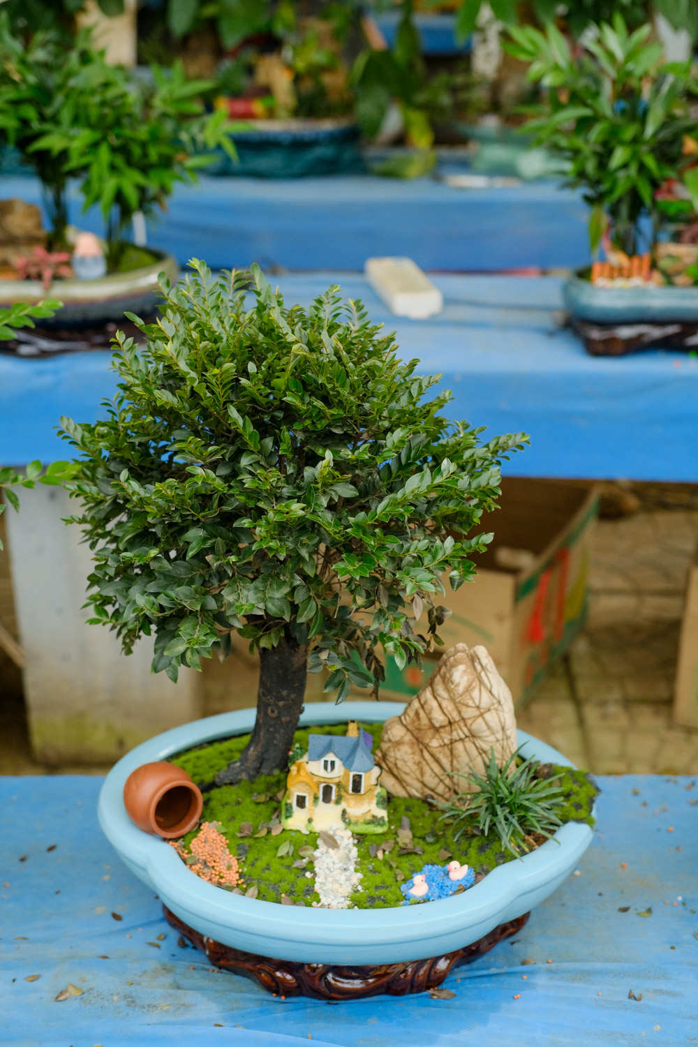 老外也喜欢中国盆景，竟给养成这样，看傻眼了...
