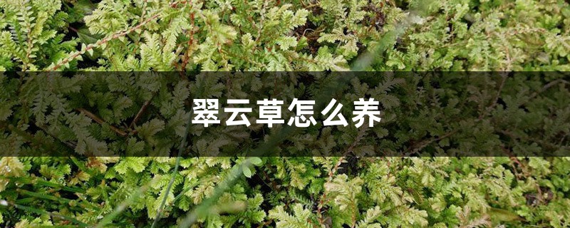 翠云草