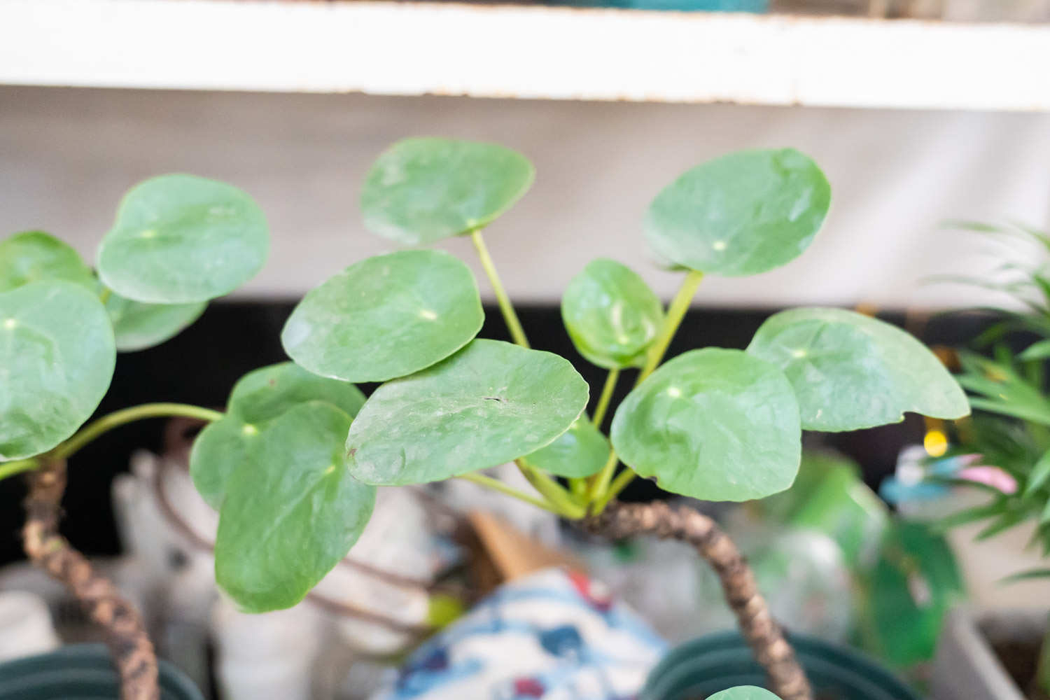 镜面草长虫怎么办