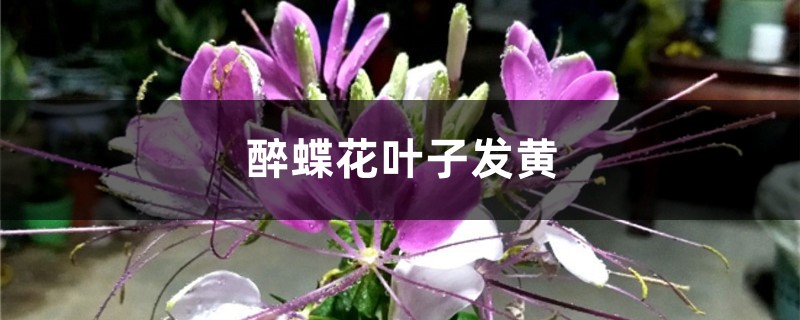 醉蝶花