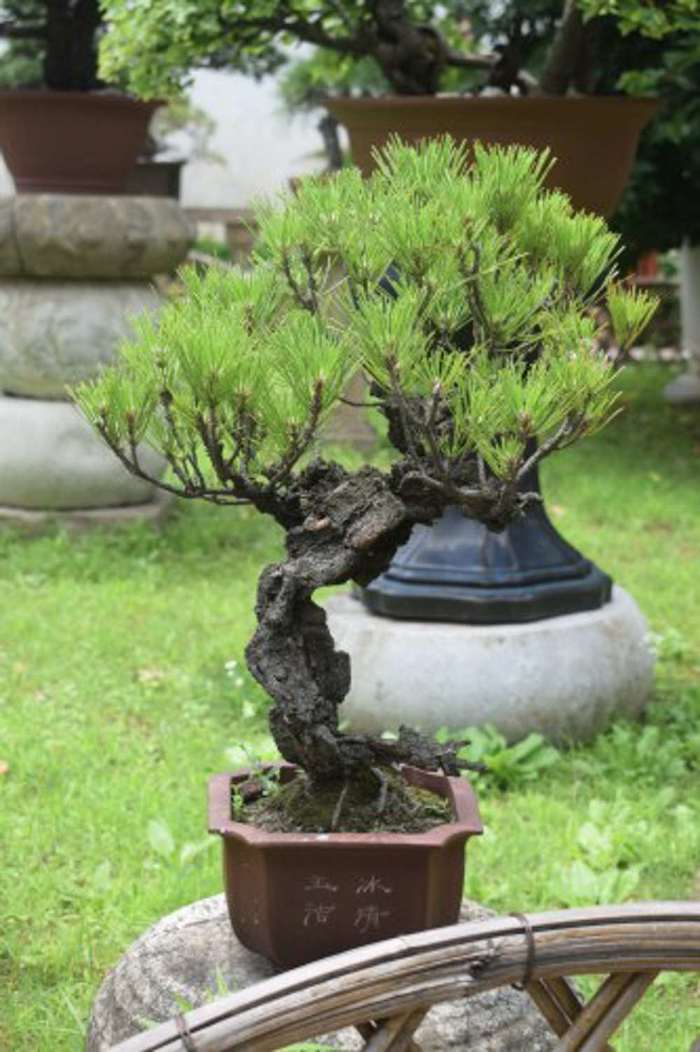 老外也喜欢中国盆景，竟给养成这样，看傻眼了...