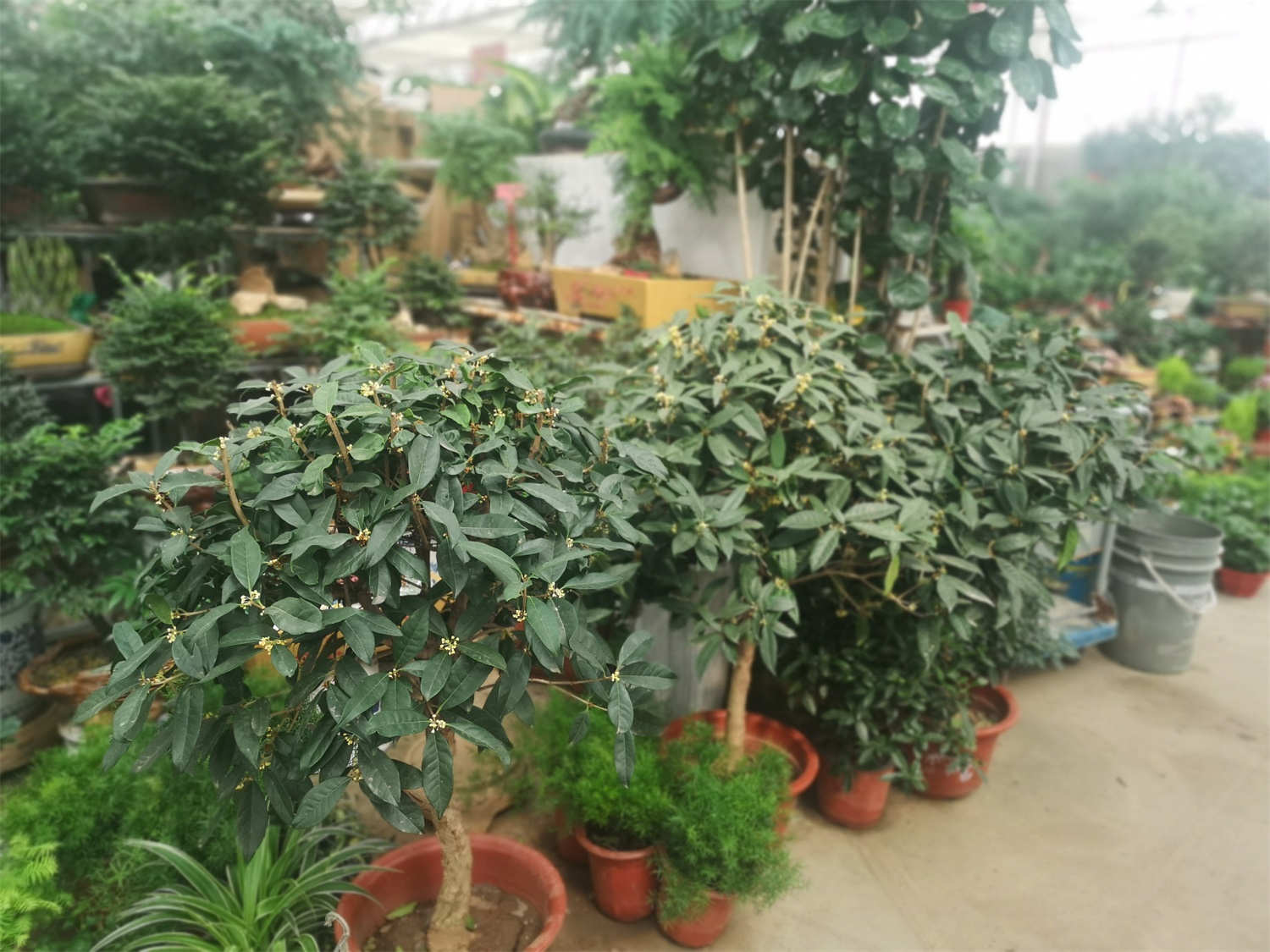 桂花叶子有锈斑怎么治，干枯怎么急救