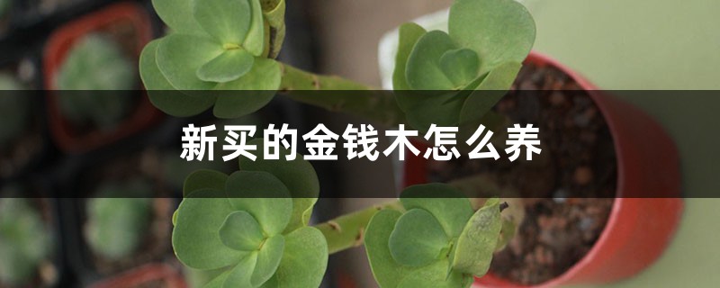 金钱木