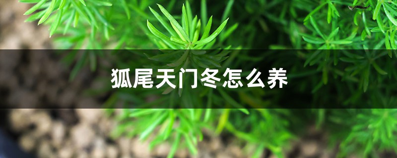 天门冬