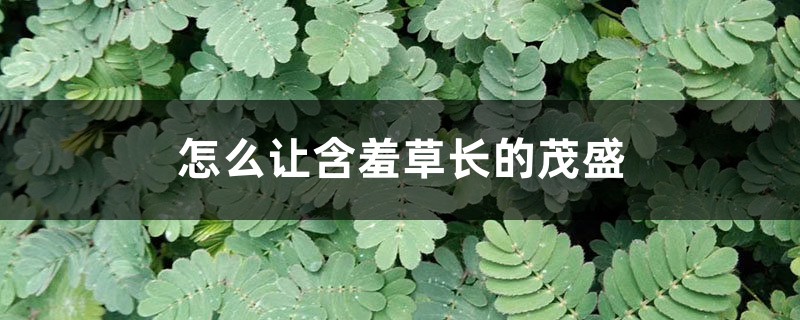 含羞草