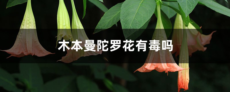 曼陀罗