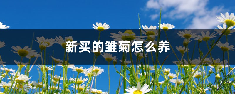 雏菊