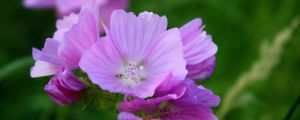 虎颜花