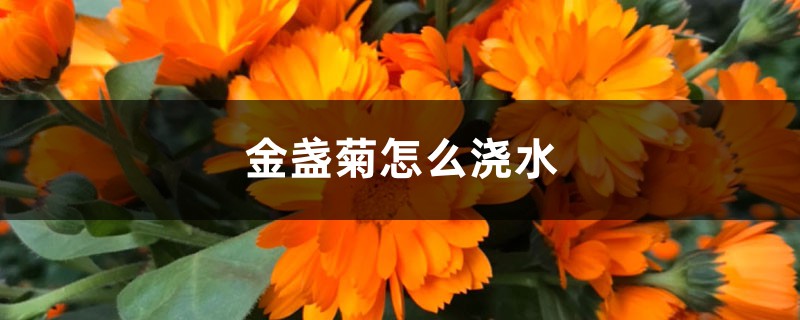 金盏菊