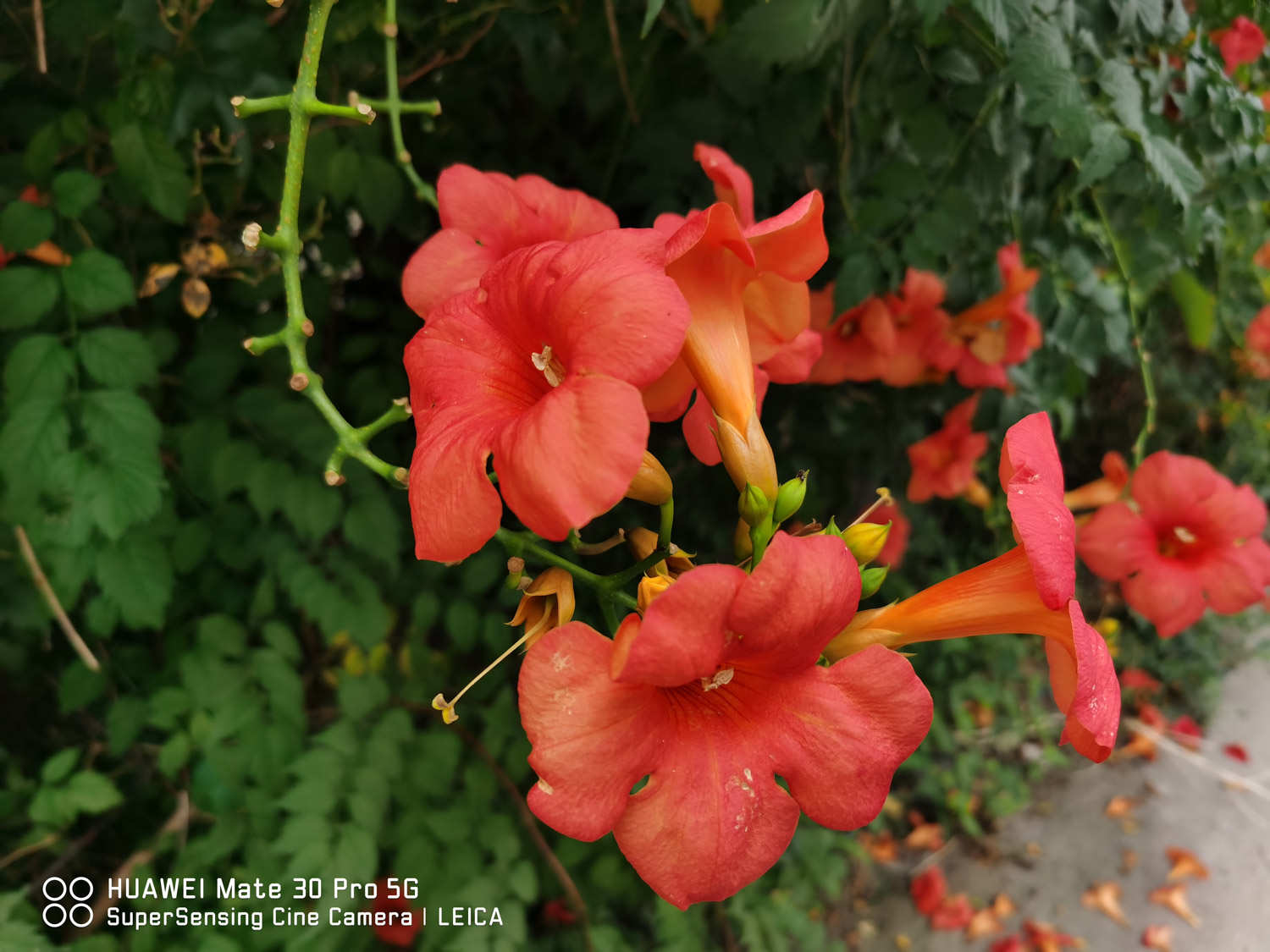 凌霄花叶子有黑斑怎么治，叶子一碰就掉