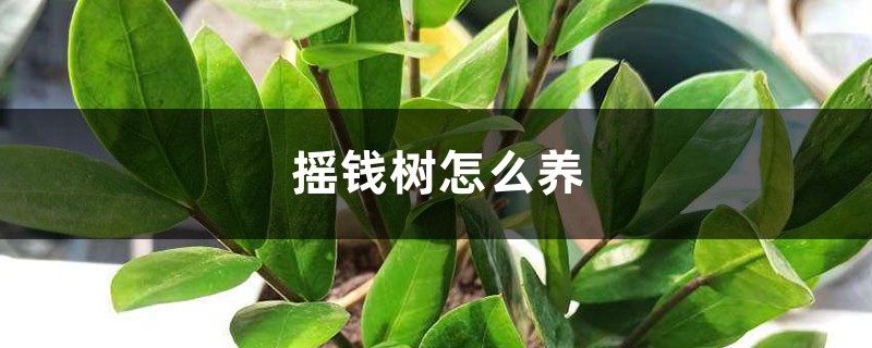 摇钱树