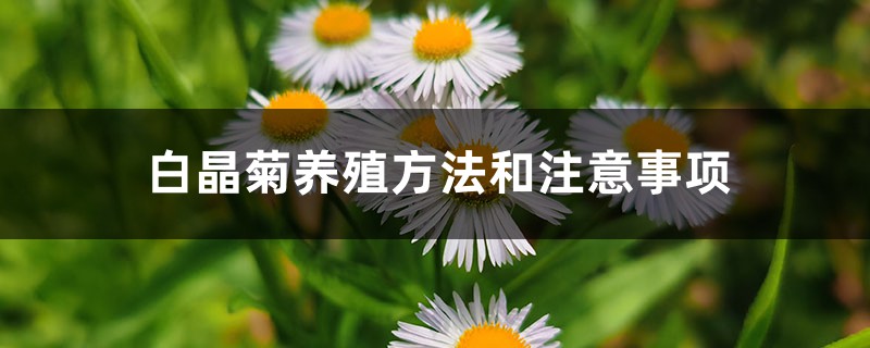 白晶菊