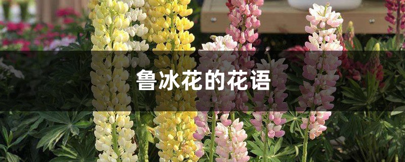 鲁冰花