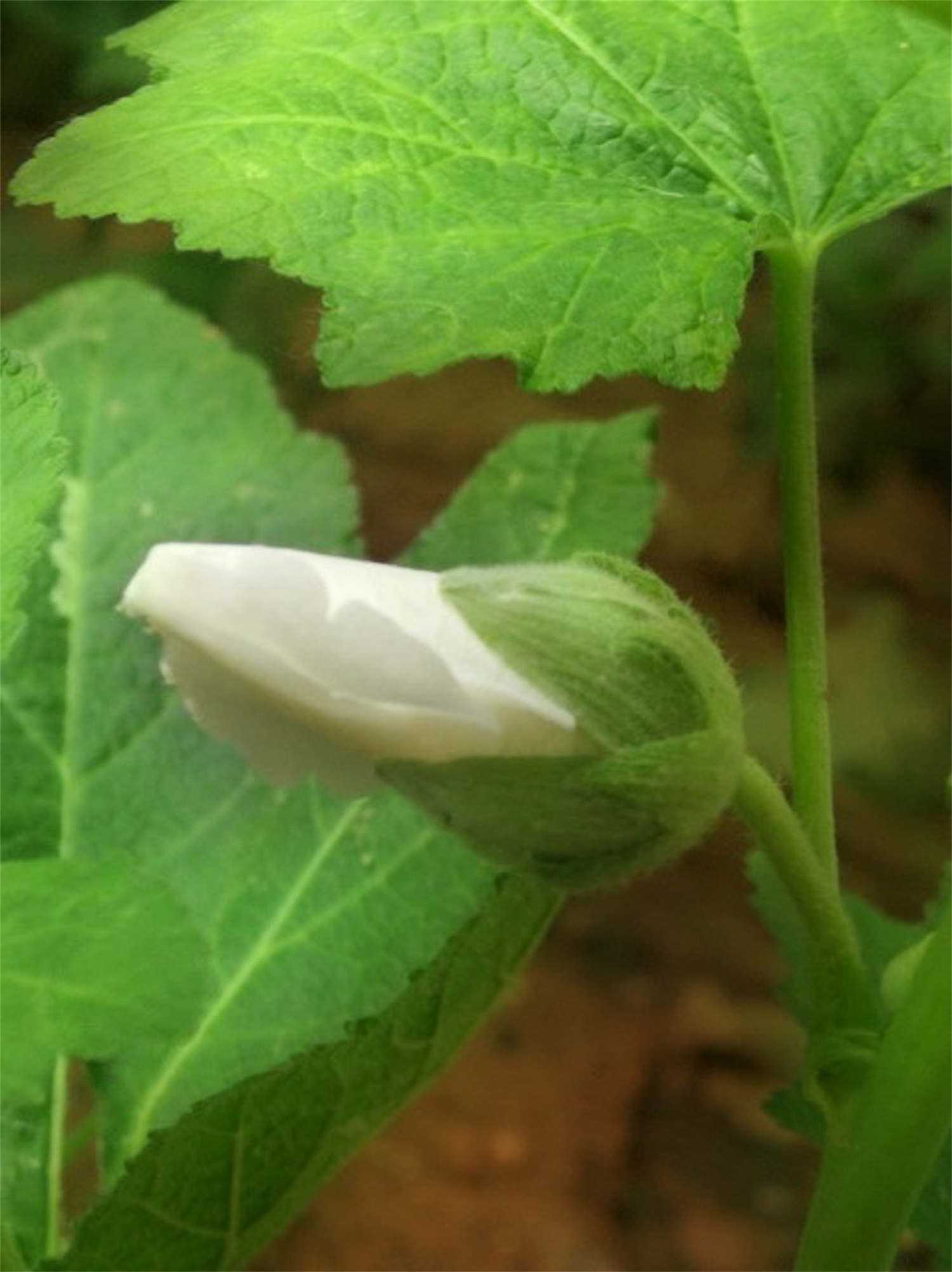 蜀葵黄叶的原因和处理办法