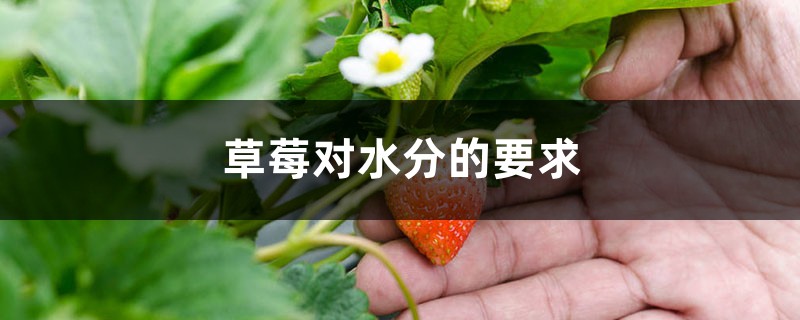草莓