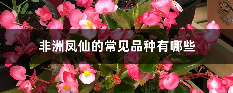 非洲凤仙