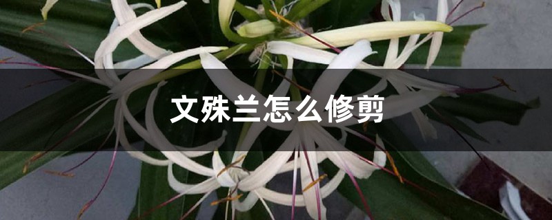 文殊兰