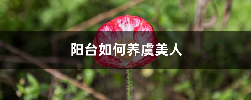 虞美人