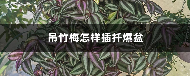 吊竹梅