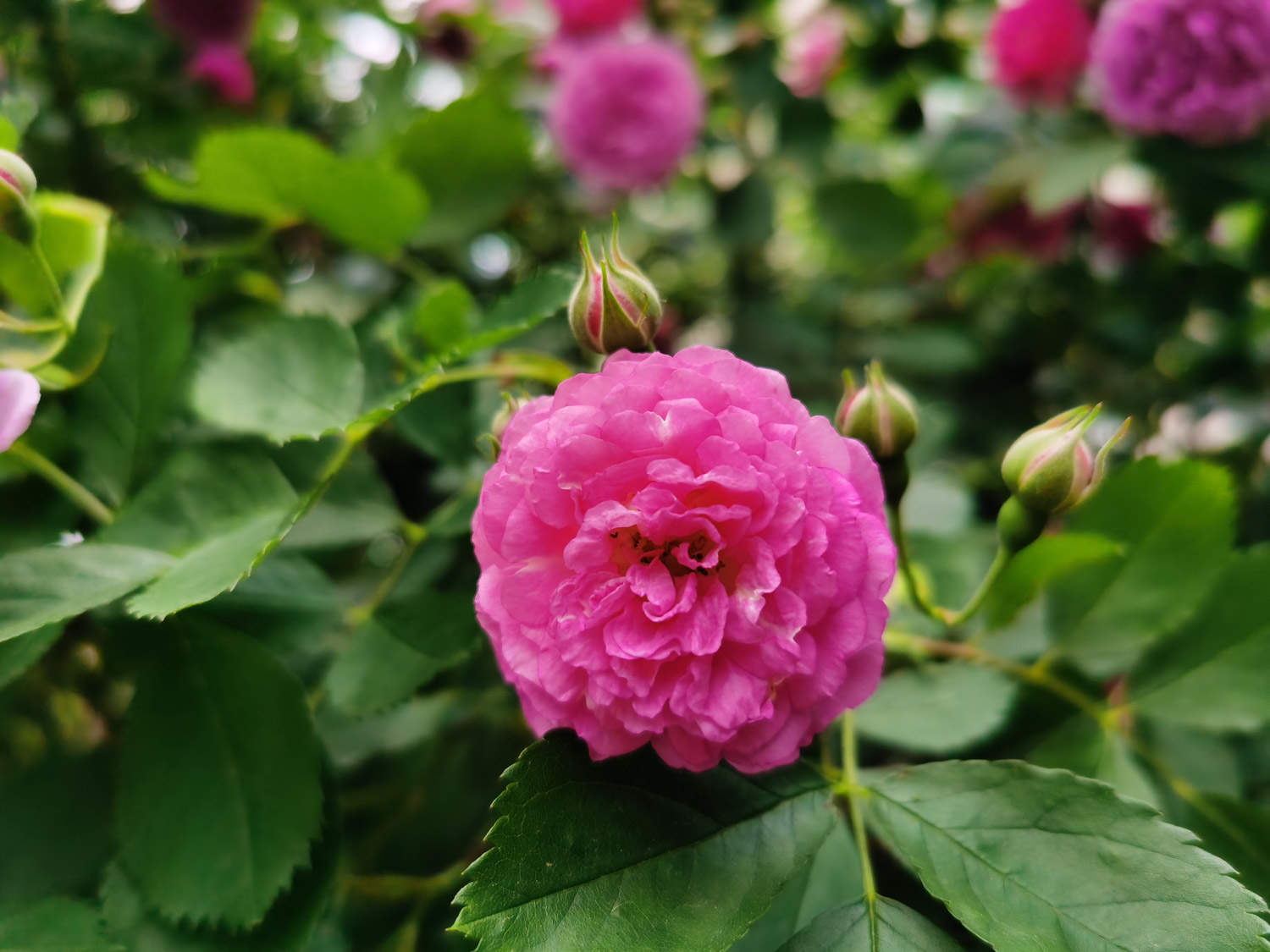 南阳适合养什么花，市花和市树是什么