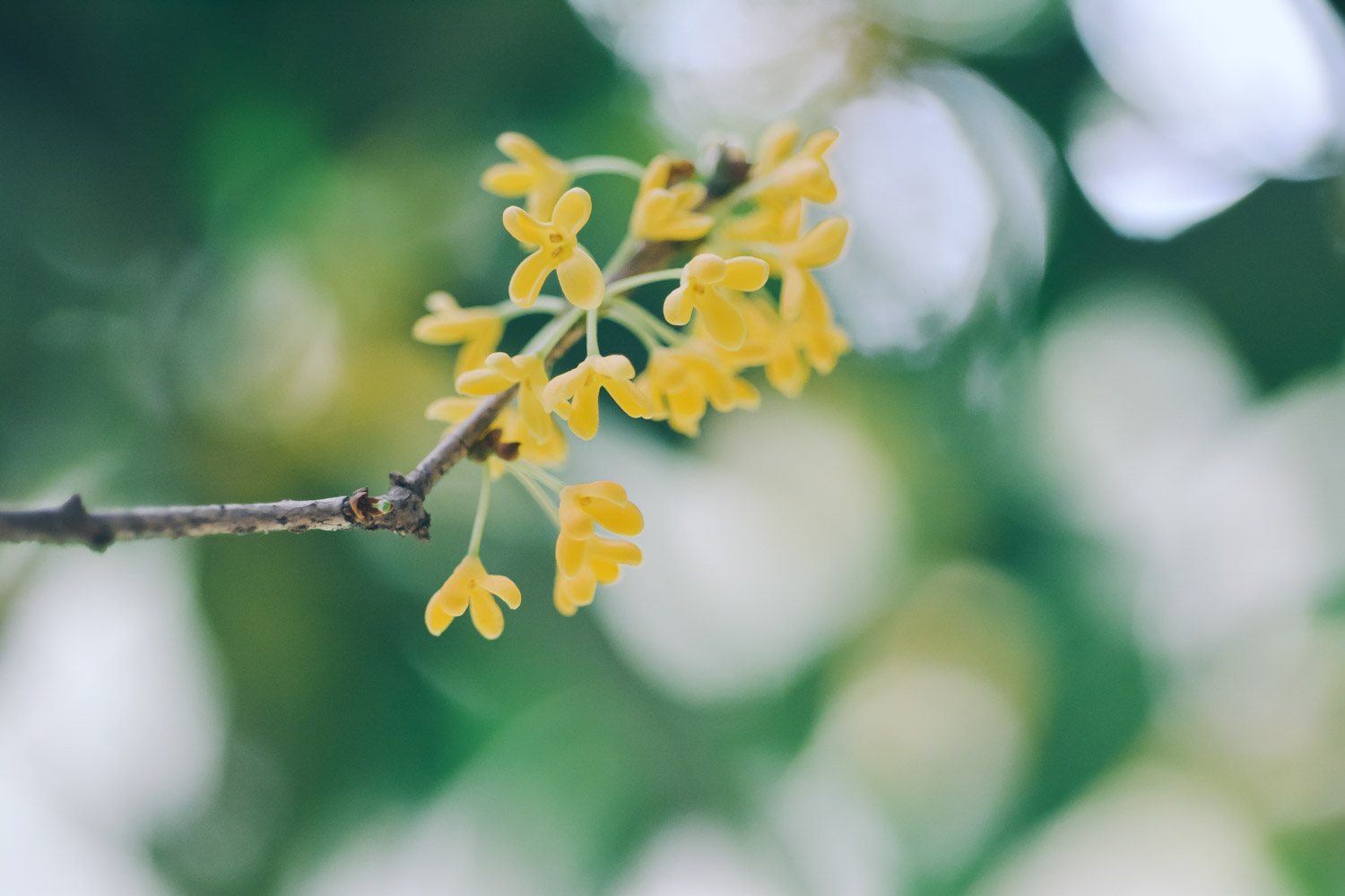 宁德适合养什么花，市花和市树是什么